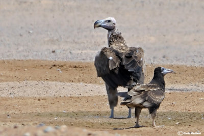 Avvoltoio orecchiuto - Lappet faced Vulture	(Torgos tracheliotus)