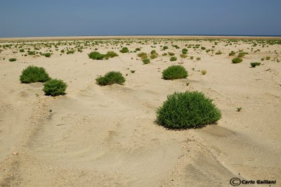 Deserto-El Shalatin