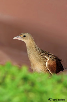 Re di quaglie - Corn Crake (Crex crex)