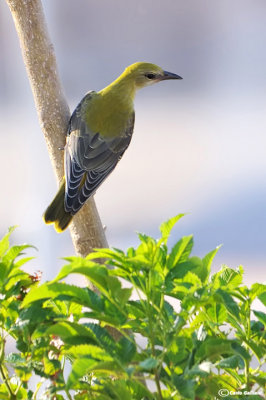 Rigogolo- Eurasian Golden Oriole(Oriolus oriolus)