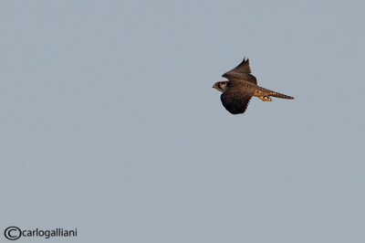 Lanario - Lanner (Falco biarmicus)