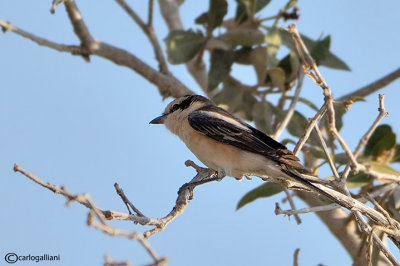 Averla mascherata -Masked Shrike(Lanius nubicus)