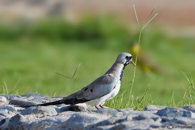 Tortora mascherata-Namaqua Dove (Oena capensis