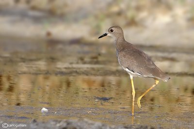 Pavoncella codabianca-White-tailed Lapwing (Vanellus leucurus)