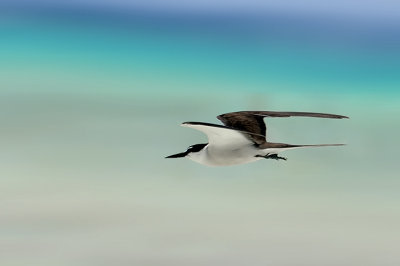 Sterna dalle redini- Bridled Tern (Sterna anaetetus)	