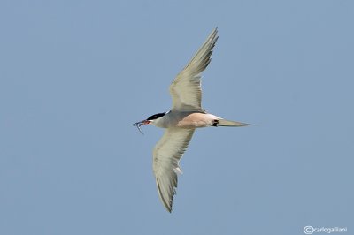 Sterna guancebianche - White-cheeked Tern (Sterna repressa)