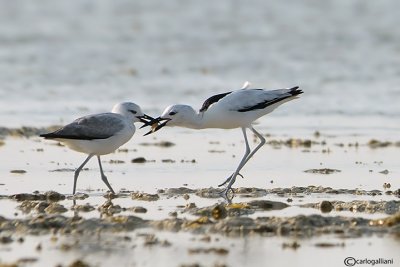 Droma - Crab Plover (Dromas ardeola)