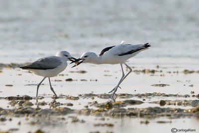 Droma - Crab Plover	(Dromas ardeola)	