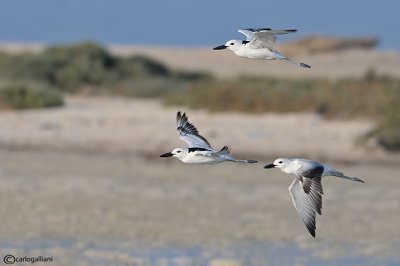 Droma - Crab Plover	(Dromas ardeola)	