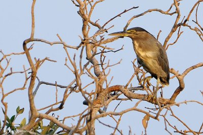 Airone striato - Mangrove Heron	(Butorides striatus)