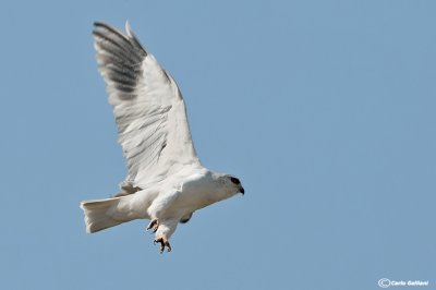 Nibbio bianco-Black-winged Kite (Elanus caeruleus)