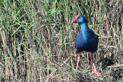 Pollo sultano-Purple Swamphen (Porphyrio porphyrio)