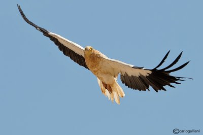 Capovaccaio- Egyptian Vulture (Neophron percnopterus)