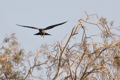 Falco unicolore-Sooty Falcon (Falco concolor)