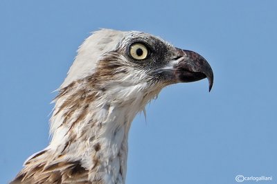 Falco pescatore-Osprey (Pandion haliaetus)