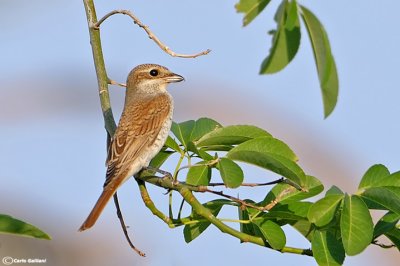 Averla piccola -Red-backed Shrike(Lanius collurio)