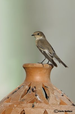 Balia nera-European Pied Flycatcher(Ficedula hypoleuca)