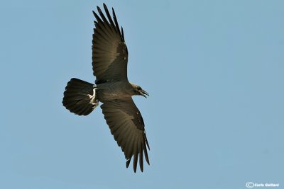 Corvo collobruno -Brown-necked Raven (Corvus ruficollis)