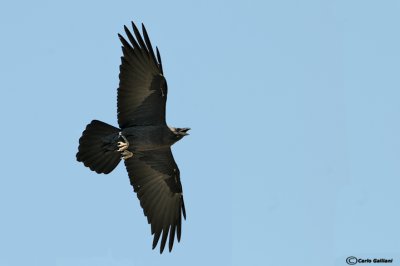Corvo collobruno -Brown-necked Raven (Corvus ruficollis)