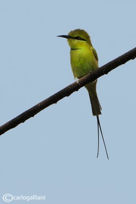 Gruccione verde minore - Green Bee-eater	(Merops orientalis)