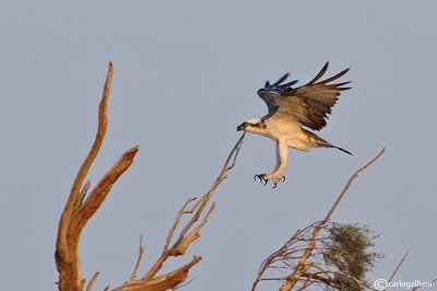 Falco pescatore-Osprey (Pandion haliaetus)