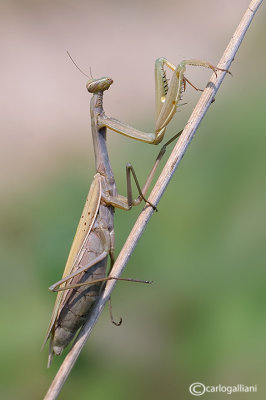 European mantis - Mantis religiosa 