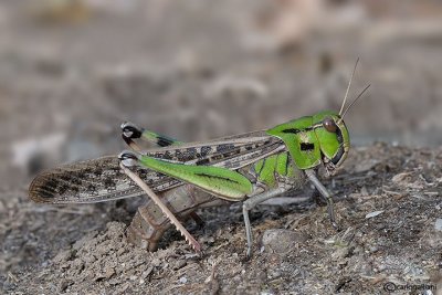 Locusta migratoria