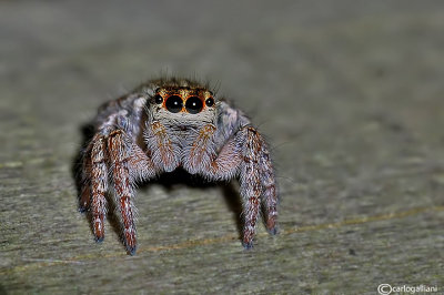 Philaeus chrysops