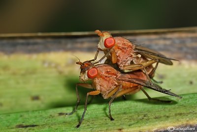 Tetamocera sp.