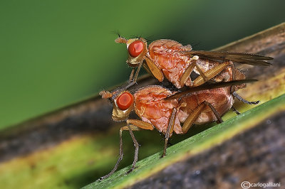 Tetamocera sp.