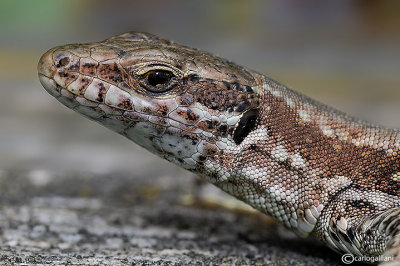 Lucertola muraiola -Common Wall Lizard (Podarcis muralis)