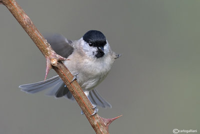 Cincia bigia - Marsh Tit -(Poecile palustris)