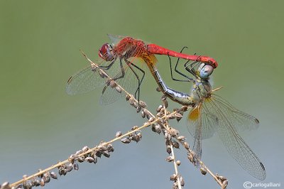 Sympetrum fonscolombei mating