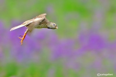 Strillozzo (Emberiza calandra)