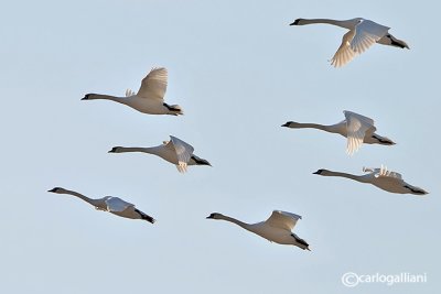 Cigno reale (Cygnus olor)