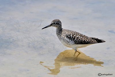 Piro piro boschereccio-Wood Sandpiper (Tringa glareola)