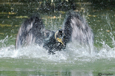 Cormorano (Phalacrocorax carbo)