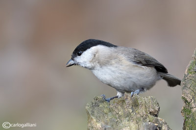 Cincia bigia - Marsh Tit     -(Poecile palustris)