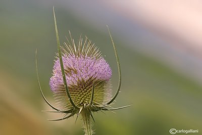 Dipsacus sp.