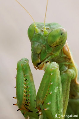 European Dwarf Mantis - Ameles spallanzania