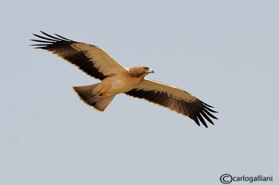 Aquila minore (Aquila pennata)