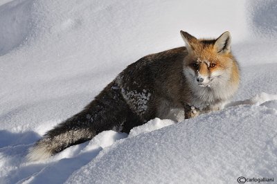 Volpe-Red Fox  (Vulpes vulpes)