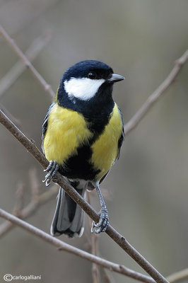 Cinciallegra -Great Tit (Parus major)