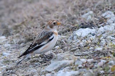 Zigolo delle nevi -Snow Bunting (Plectrophenax nivalis)