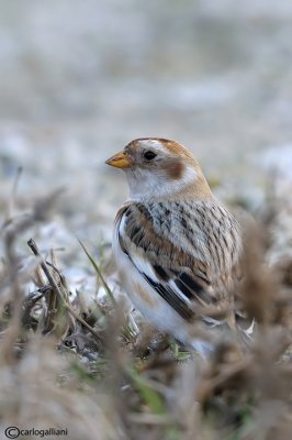 Zigolo delle nevi -Snow Bunting (Plectrophenax nivalis)