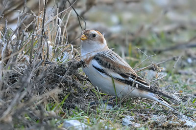 Zigolo delle nevi -Snow Bunting (Plectrophenax nivalis)