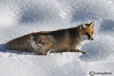 Volpe (Vulpes vulpes)