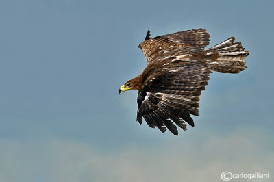 Aquila reale -Golden Eagle (Aquila chrysaetos)