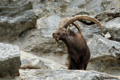 Stambecco-Alpine Ibex  (Capra ibex)