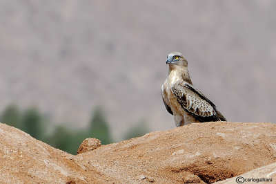 Biancone-Short-toed Eagle (Circaetus gallicus)